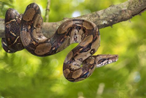 jiboia cobra.